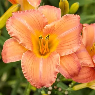 Topfgrösse 1 Liter - Taglilie - Hemerocallis Every Day Lily Cream'