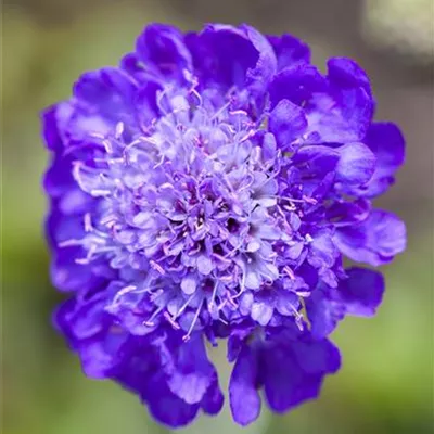 Topfgrösse 1 Liter - Scabiosa columbaria CH-Oekotyp