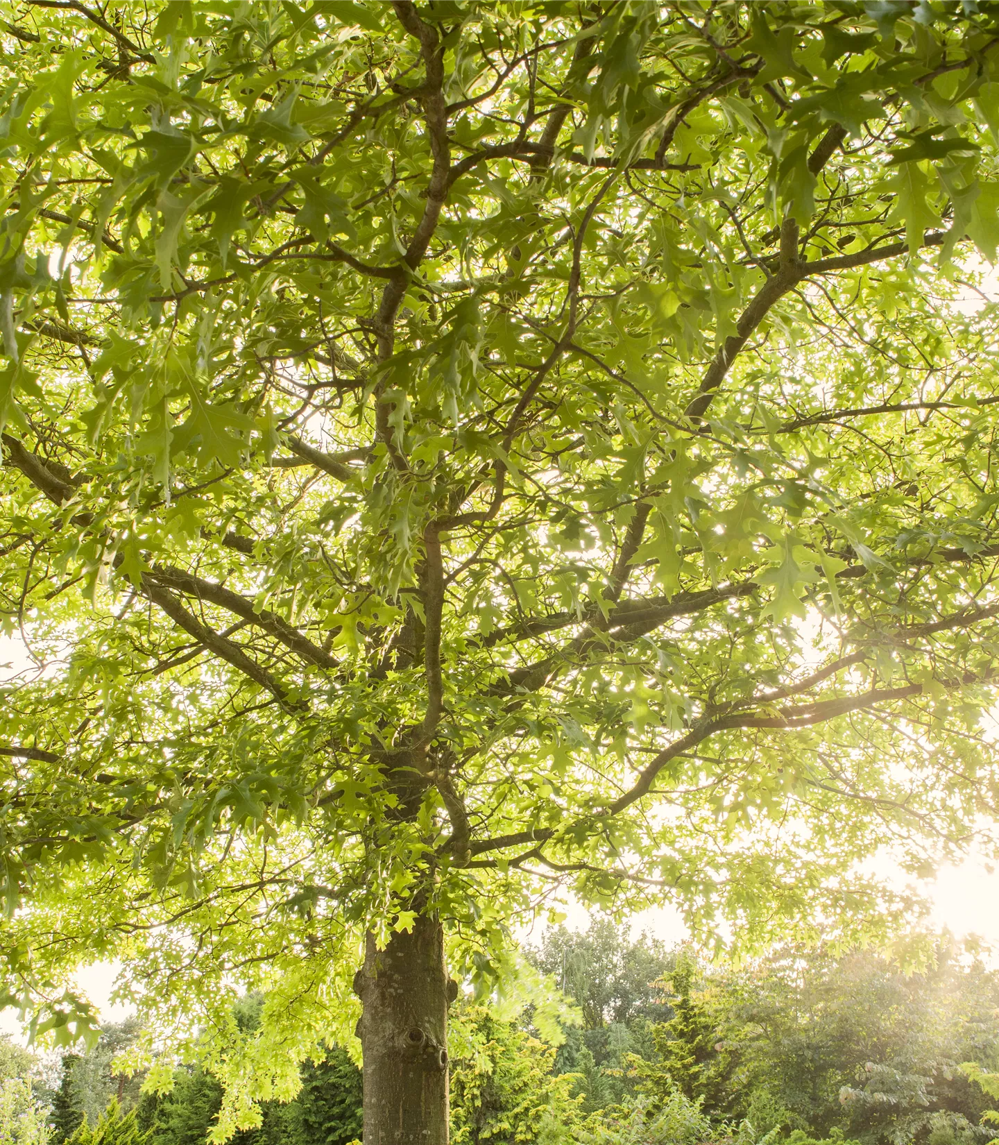 Quercus palustris