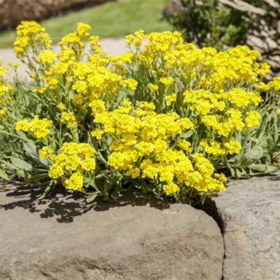 Topfgrösse 0.5 Liter - Steinkraut - Alyssum wulfenianum