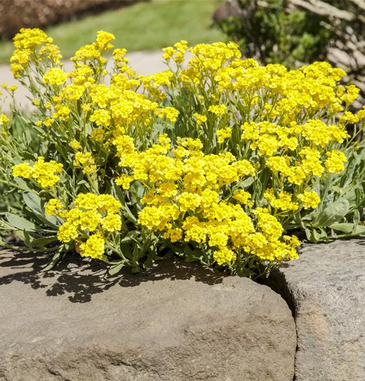 Steinkraut - Alyssum wulfenianum