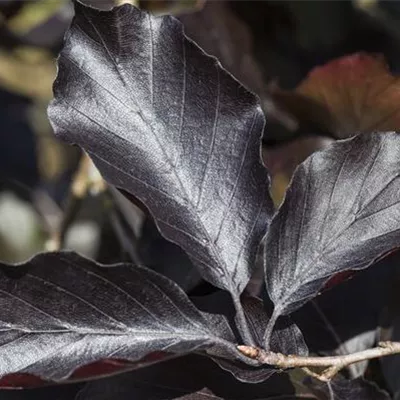 im Container 150 - 175 - Blutbuche - Fagus sylvatica 'Swat Magret'