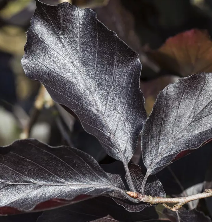 Blutbuche - Fagus sylvatica 'Swat Magret'