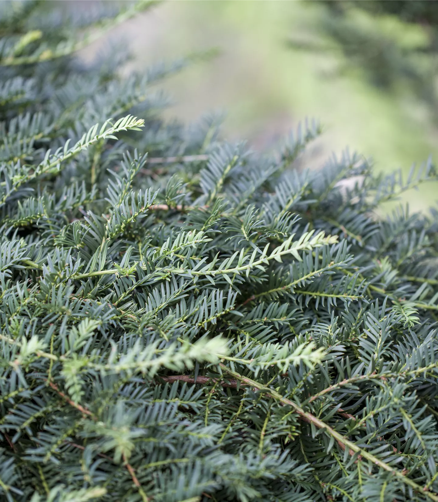 Taxus baccata 'Dovastoniana'