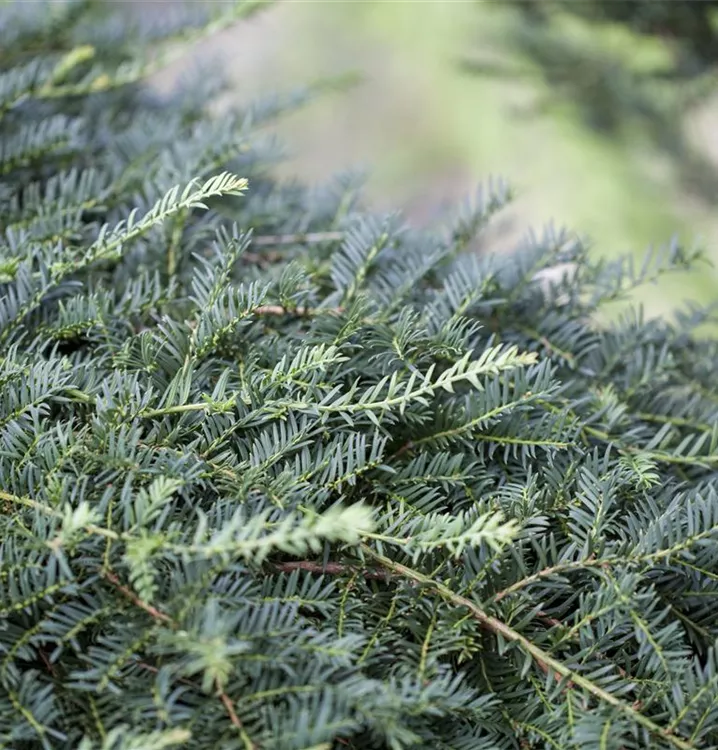 Eibe - Taxus baccata 'Dovastoniana'