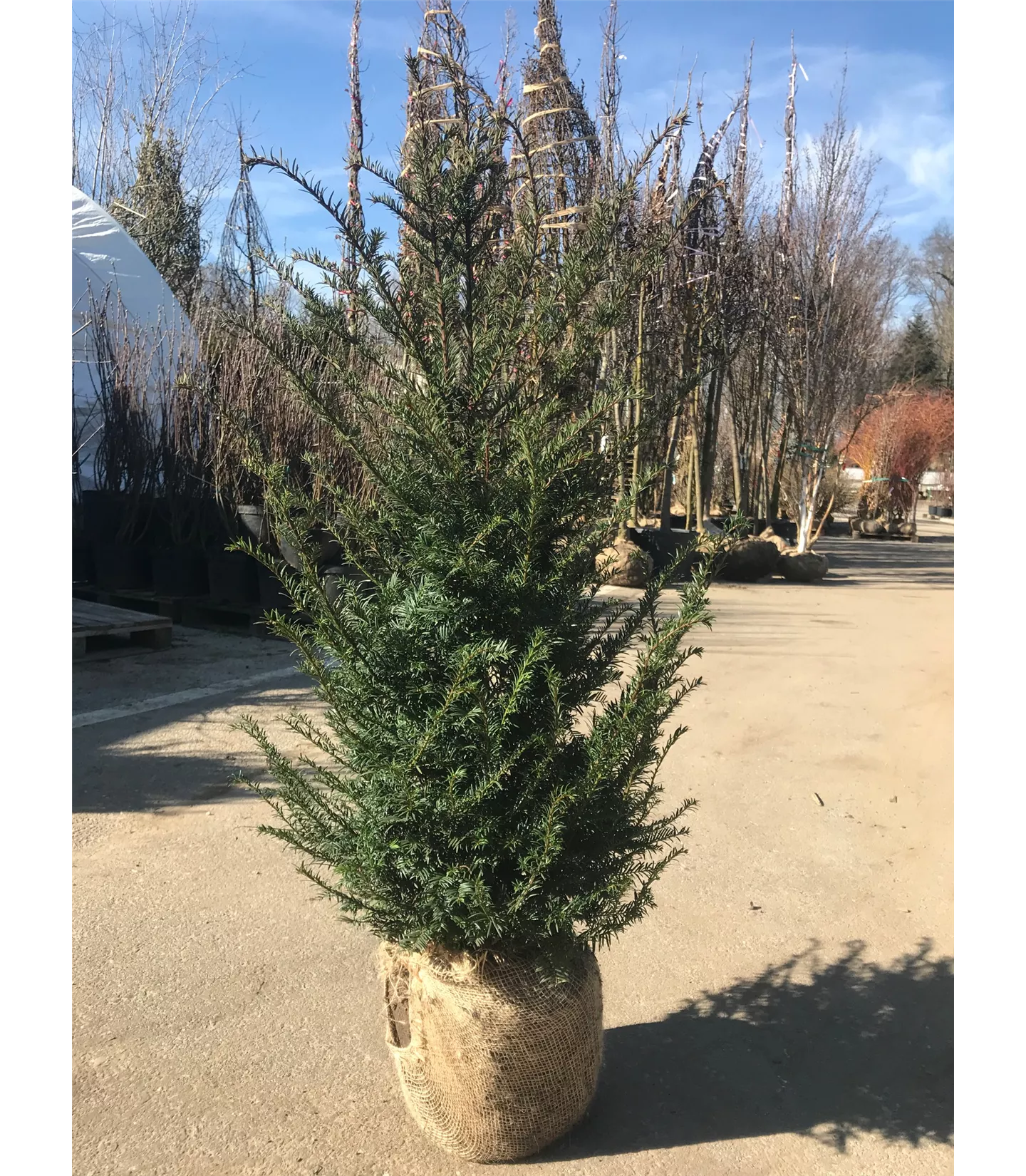 Taxus baccata Heckenpflanze