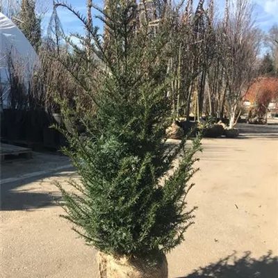 Heckenpflanze mit Ballen Höhe 50-60cm (30-40cm breit) - Heimische Eibe Hecke - Taxus baccata Heckenpflanze