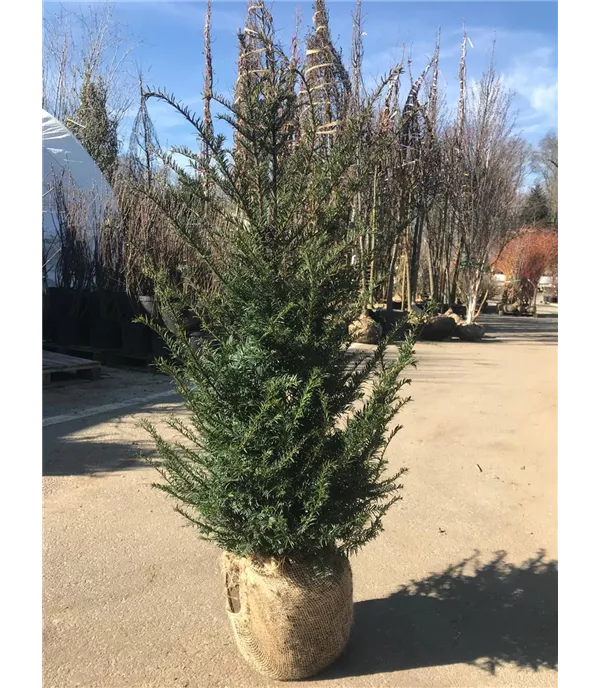 Taxus baccata Heckenpflanze