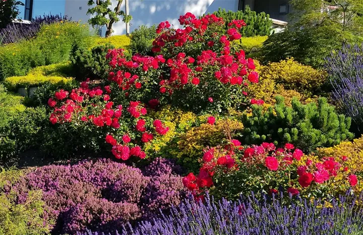 Garten mit Stauden und Bodendecker, Rosen 2.jpg