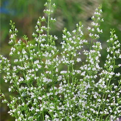 Topfgrösse 0.5 Liter - Steinquendel - Calamintha nepeta ssp. nepeta