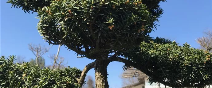 Taxus baccata Bonsai (4).JPG