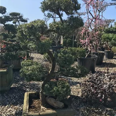 Bonsai - Fruchtende Bechereibe 'Hicksii' - Taxus x media 'Hicksii', Bonsai