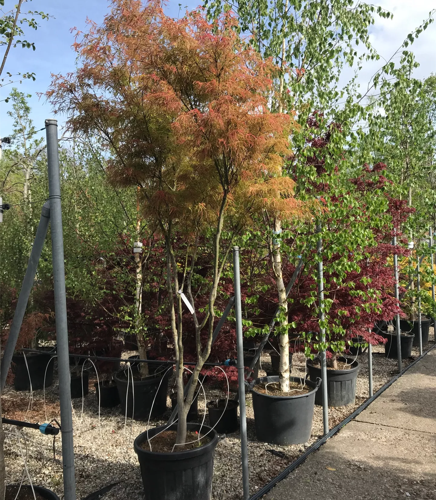 Acer palmatum 'Scolopendrifolium'