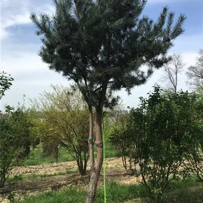 mit Ballen 350-400 - Wald-Kiefer - Pinus sylvestris