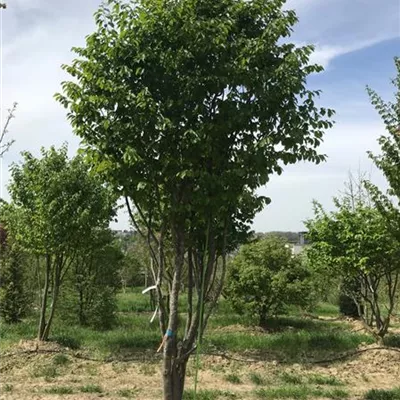 mit Ballen Höhe 300-350cm - Eisenbaum 'Vanessa' Schirmform - Parrotia persica 'Vanessa', Schirmform