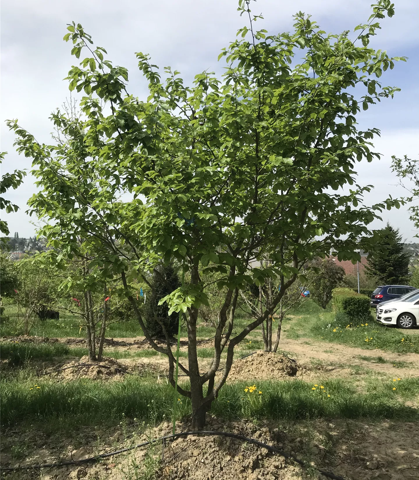 Parrotia persica, Schirmform