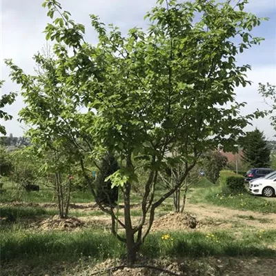 mit Ballen Höhe 300-350cm - Eisenbaum Schirmform - Parrotia persica, Schirmform