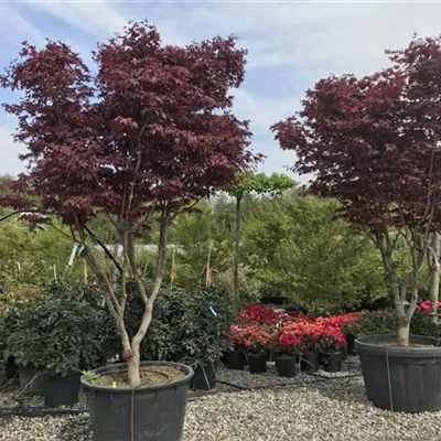 im Container Höhe 250-300cm - Fächerahorn 'Fireglow' - Acer palmatum 'Fireglow', Schirmform