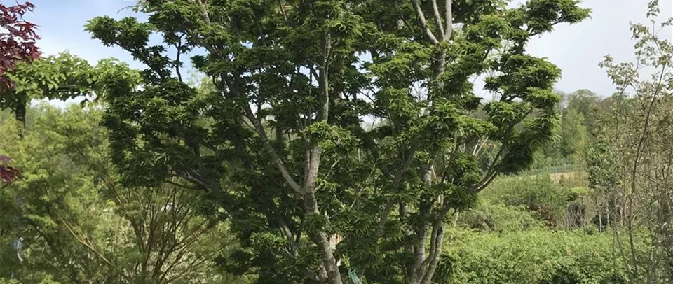 Soyez toujours à jour lorsque vous achetez des plantes en forme de parapluie