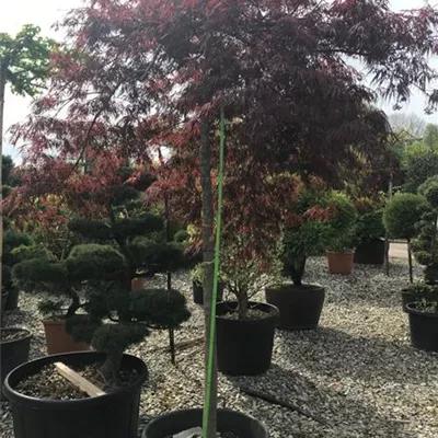 im Container Höhe 200-250cm - Fächerahorn 'Inaba-shidare' auf Stamm - Acer palmatum 'Inaba-shidare', Stamm