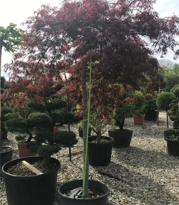 Acer palmatum 'Inaba-shidare', Stamm