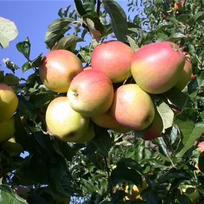 Pyramide wurzelnackt - Apfel 'Pinova'(s) - Malus (Apfel) 'Pinova'