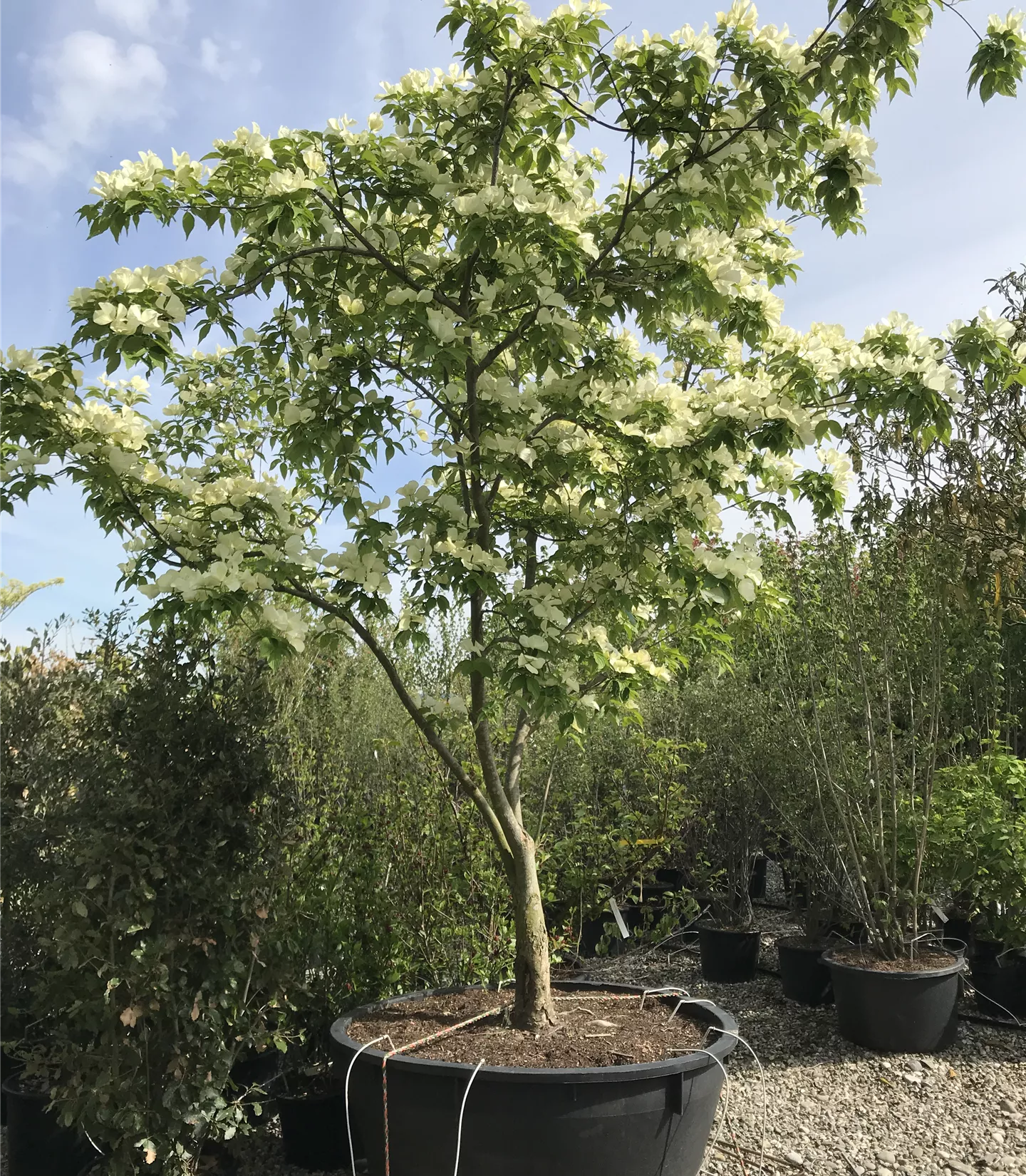 Cornus kousa 'Ruth Ellen'