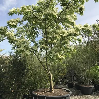 im Container 80-100 - Japanischer Blumen-Hartriegel 'Ruth Ellen' - Cornus 'Ruth Ellen'