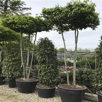 Hochstamm im Container mehrstämmig - Hainbuche Dachform - Carpinus betulus dachförmig