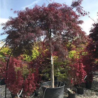 im Container Höhe 200-250cm - Fächerahorn 'Inaba-shidare' auf Stamm - Acer palmatum 'Inaba-shidare', Stamm