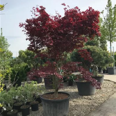 im Container Höhe 200-250cm - Fächerahorn 'Fireglow' - Acer palmatum 'Fireglow'