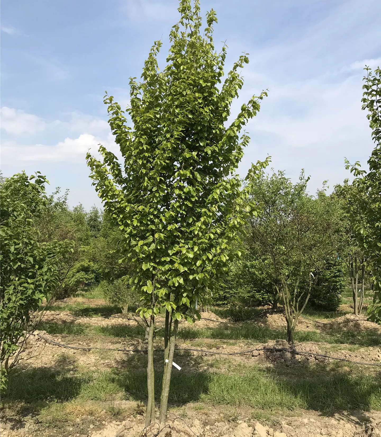 Parrotia persica, Schirmform