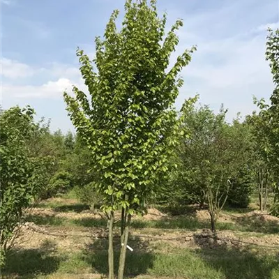 mit Ballen Höhe 300-350cm - Eisenbaum Schirmform - Parrotia persica, Schirmform