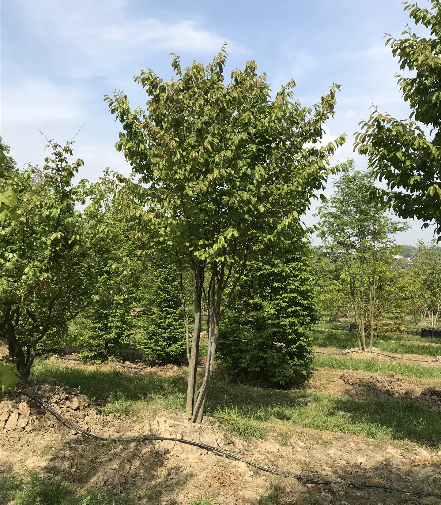 Parrotia persica 'Vanessa', Schirmform