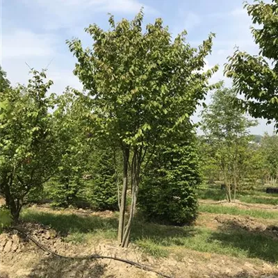 im Container Höhe 300cm - Eisenbaum 'Vanessa' Schirmform - Parrotia persica 'Vanessa', Schirmform