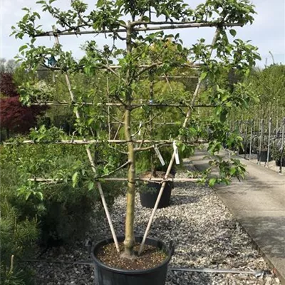 Spalier/ Palmette im Container - Herbstapfel 'Rubinola'(s) - Malus domestica 'Rubinola'(s), Spalier