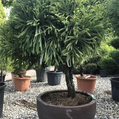 im Container - Kleine Sicheltanne 'Globosa Nana' Schirmform - Cryptomeria japonica 'Globosa Nana', Schirmform