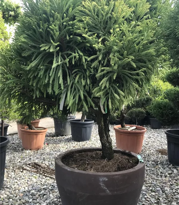 Cryptomeria japonica 'Globosa Nana', Schirmform