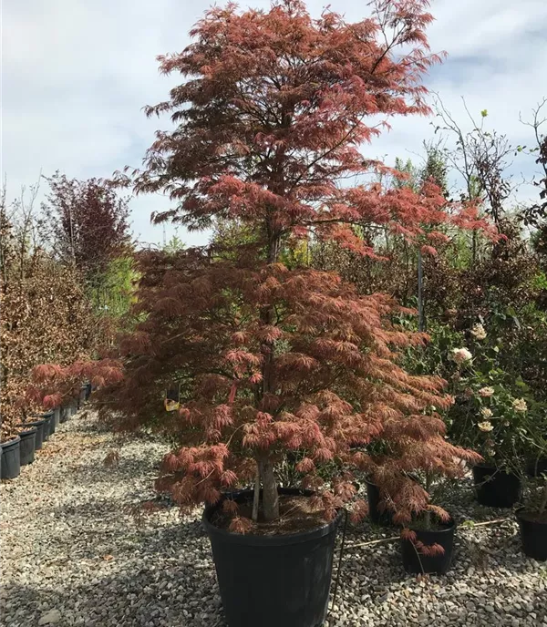 Acer palmatum 'Ornatum'