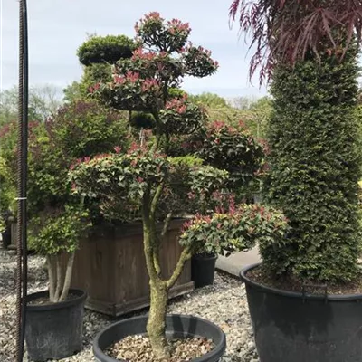 Bonsai - Duftblüte 'Goshiki' Bonsai - Osmanthus heterophyllus 'Goshiki', Bonsai