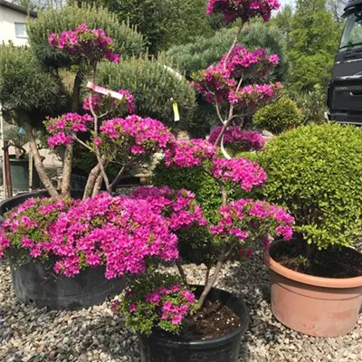 Bonsai - Satsuki-Azalee Bonsai - Rhododendron indicum, rosa Bonsai