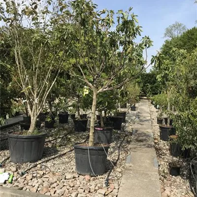 Halbstamm im Container Größe 18-20cm - Echte Feige auf Stamm - Ficus carica, Stamm