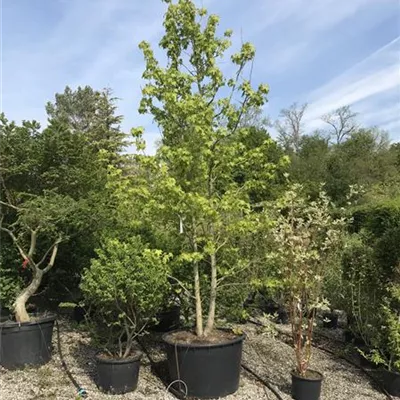 im Container Höhe 300-350cm - Amerikanischer Amberbaum mehrstämmig - Liquidambar styraciflua mehrstämmig