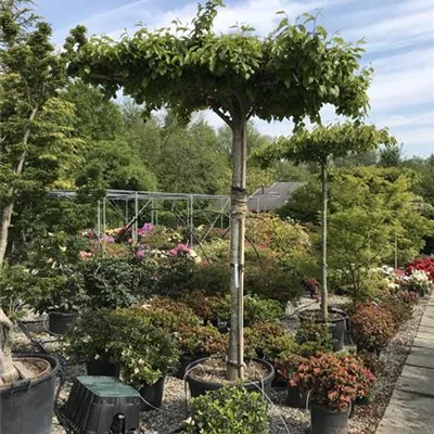 Hochstamm im Container - Eisenbaum 'Vanessa' Dachform - Parrotia persica 'Vanessa', Dachform