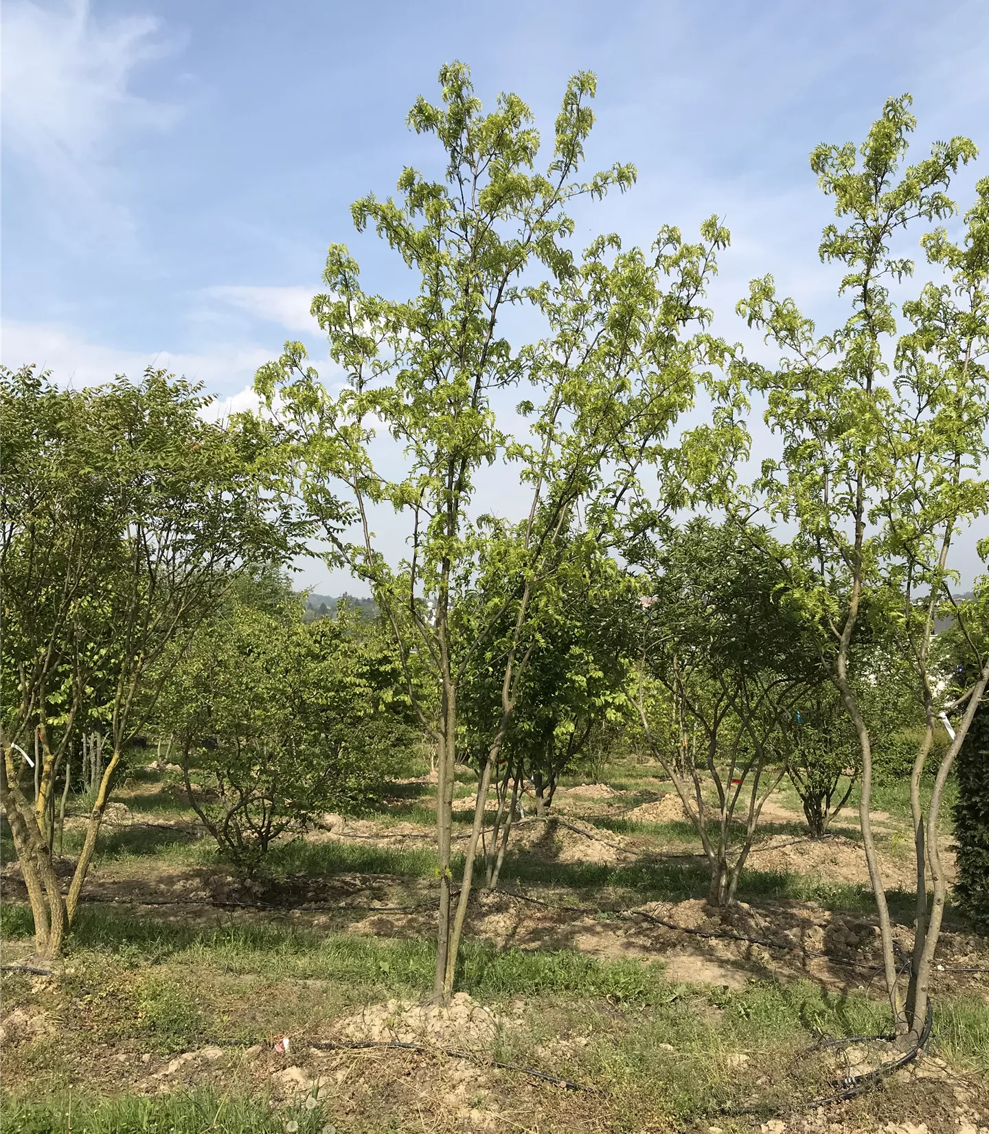 Gleditsia triacanthos 'Skyline', Schirmform