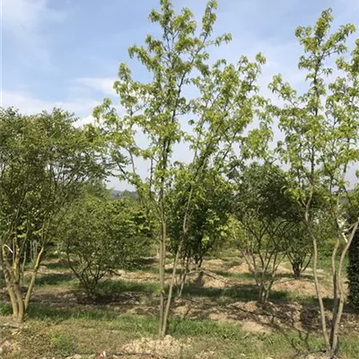 mit Ballen - Lederhülsenbaum 'Skyline' Schirmform - Gleditsia triacanthos 'Skyline', Schirmform