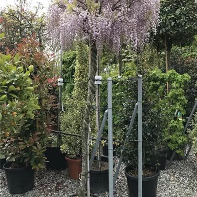 im Container - Chinesischer Blauregen 'Prolific' - Wisteria sinensis 'Prolific', Stamm