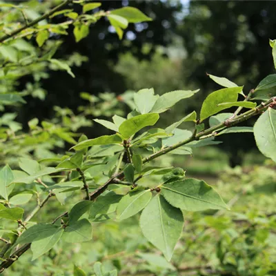 Container 50 - 60 - Flügel-Spindelstrauch - Euonymus alatus