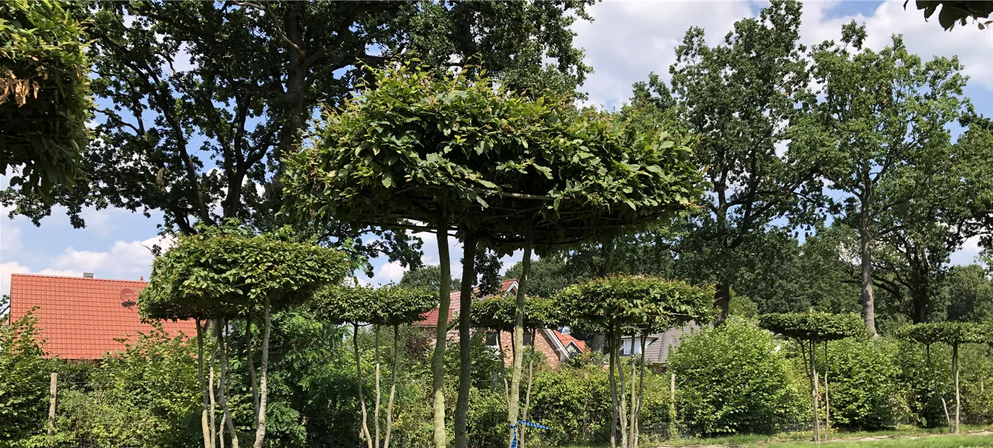 Production dans les Bauer Baumschulen