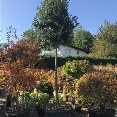 Hochstamm im Container - Stachelblättrige Duftblüte auf Stamm - Osmanthus heterophyllus, Stamm